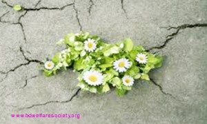 Baleful-Suicidal Thoughts And Feelings- Tips For Arresting-Coping Or, Prevention, Collected Unique Picture No-0002....