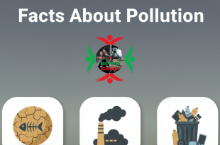 15 Alarming Facts About Pollution & How to Fix It