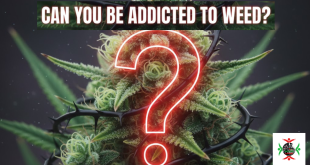 can you be addicted to weed