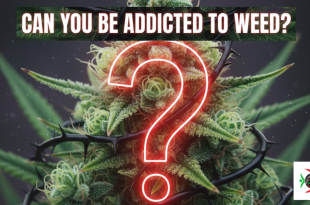 can you be addicted to weed